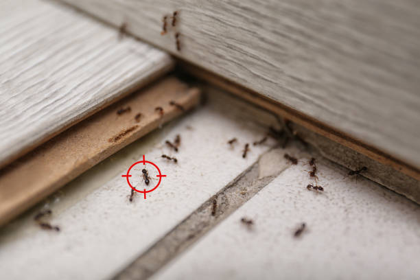 Best Flea Control Services  in Hobe Sound, FL
