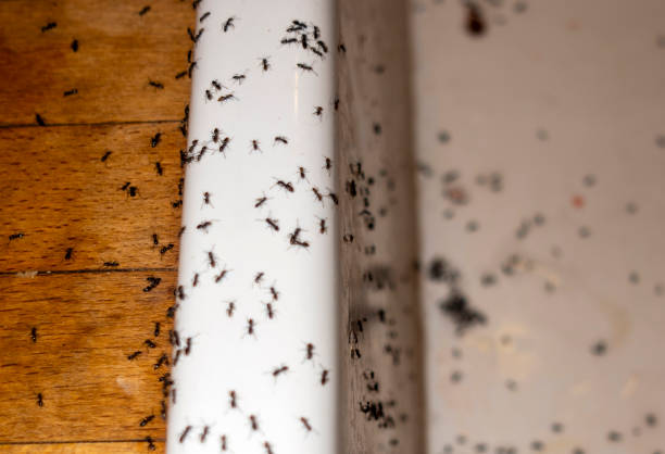 Best Best Pest Control Near Me  in Hobe Sound, FL